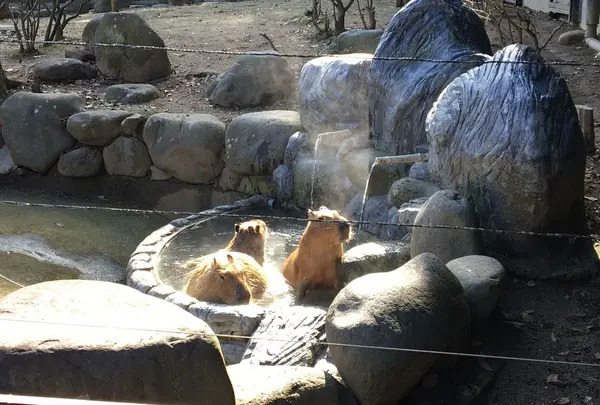 とべ動物園の写真・動画_image_174051