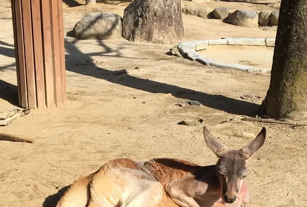 とべ動物園の写真・動画_image_174052