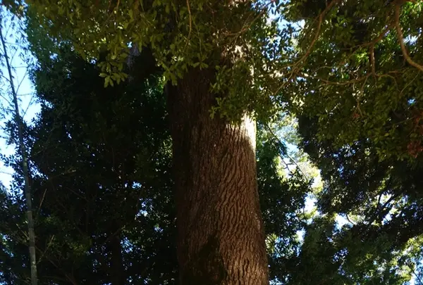 伊豆山神社の写真・動画_image_174077