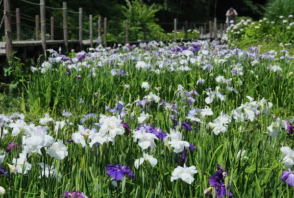 二宮せせらぎ公園の写真・動画_image_174094