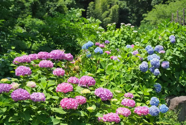 二宮せせらぎ公園の写真・動画_image_174101