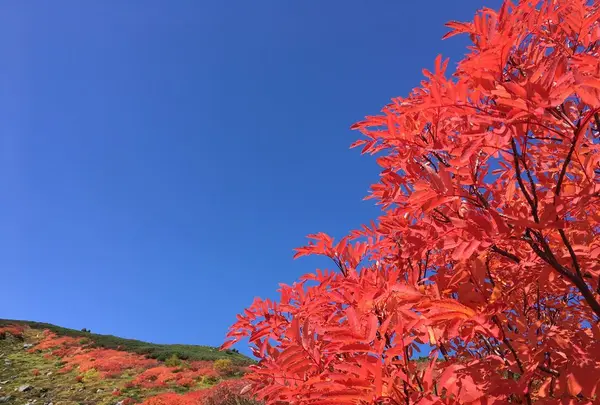 旭岳の写真・動画_image_174141