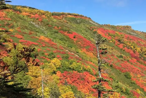 旭岳の写真・動画_image_174152