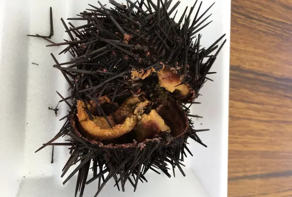 北の恵み食べマルシェの写真・動画_image_174156