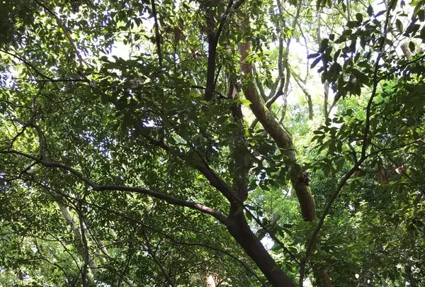 生田神社の写真・動画_image_174178