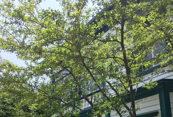 スターバックス・コーヒー 神戸北野異人館店（STARBUCKS COFFEE）の写真・動画_image_174194