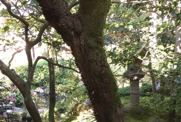 法然院の写真・動画_image_174206