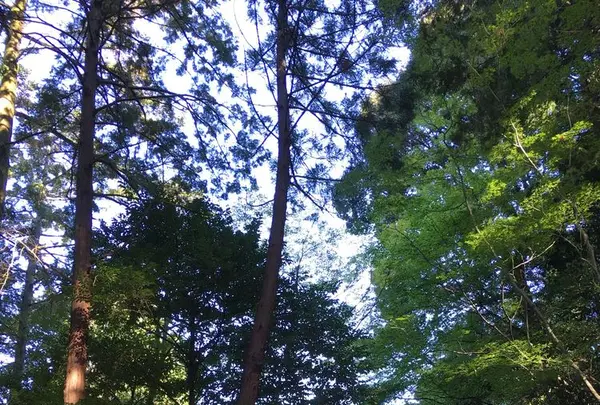 法然院の写真・動画_image_174207