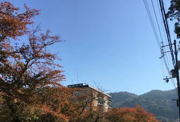 哲学の道の写真・動画_image_174222