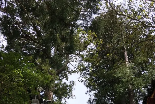 三峯神社の写真・動画_image_174426