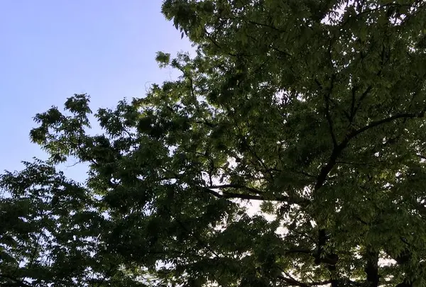 今宮神社の写真・動画_image_174438