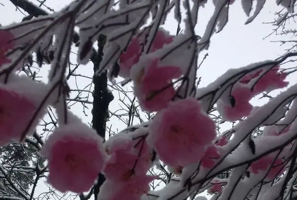 明治の館の写真・動画_image_174466