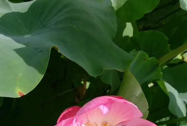 古代蓮の里の写真・動画_image_174643