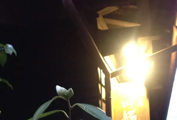 長湯温泉の写真・動画_image_174696