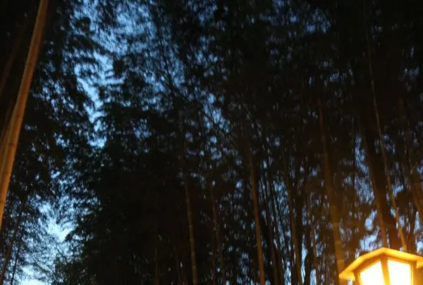 竹林の小径の写真・動画_image_175534