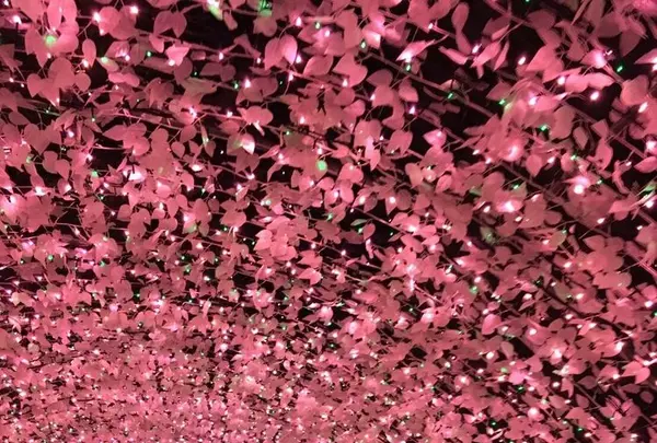 なばなの里の写真・動画_image_175552