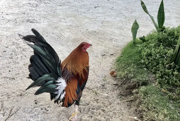 パンダノン島の写真・動画_image_175965