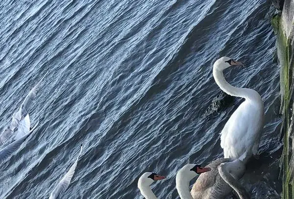 相馬市の写真・動画_image_176094