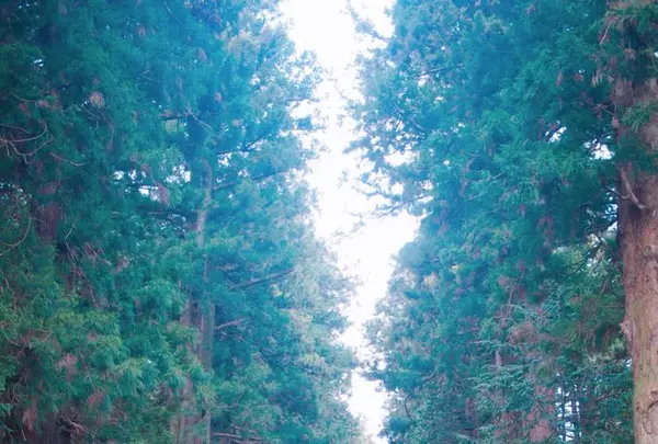 北口本宮冨士浅間神社の写真・動画_image_176417