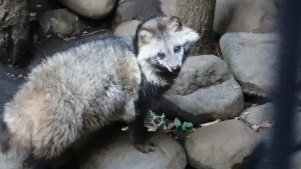 井の頭自然文化園 本園の写真・動画_image_176434