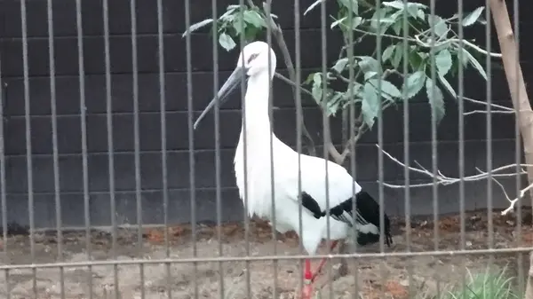 井の頭自然文化園 分園の写真・動画_image_176443