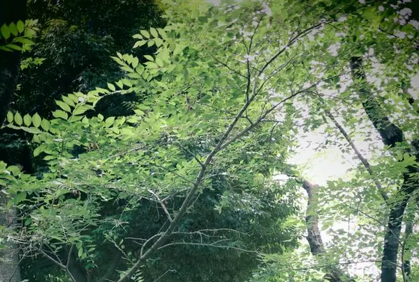 松陰神社の写真・動画_image_176716