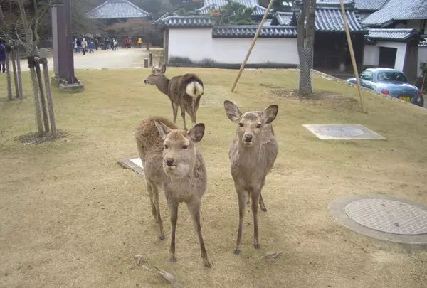 東大寺二月堂の写真・動画_image_176953