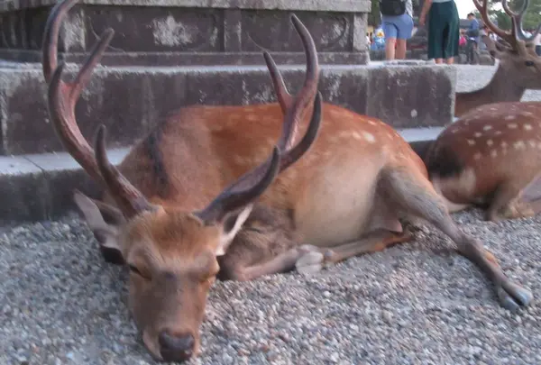 興福寺の写真・動画_image_177061