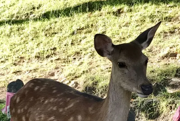 興福寺の写真・動画_image_177068