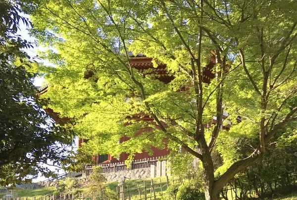 興福寺の写真・動画_image_177071
