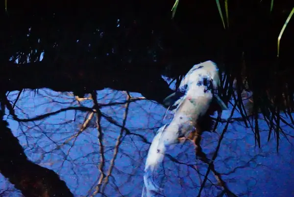 亀城公園の写真・動画_image_177237