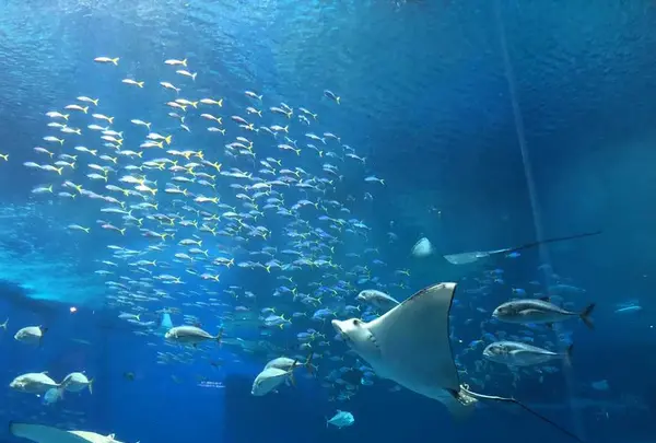 沖縄美ら海水族館の写真・動画_image_177552