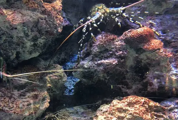 沖縄美ら海水族館の写真・動画_image_177603