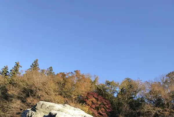 長瀞ライン下りの写真・動画_image_178010