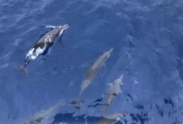 Fish Eye Marine Park（フィッシュアイマリーンパーク）の写真・動画_image_178470