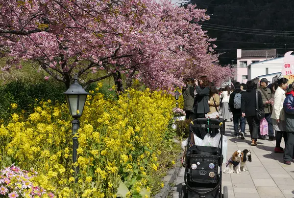 河津駅の写真・動画_image_178491