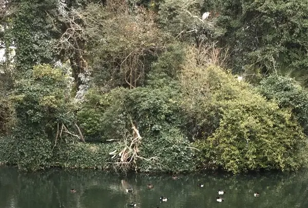 仙台堀川公園の写真・動画_image_178498