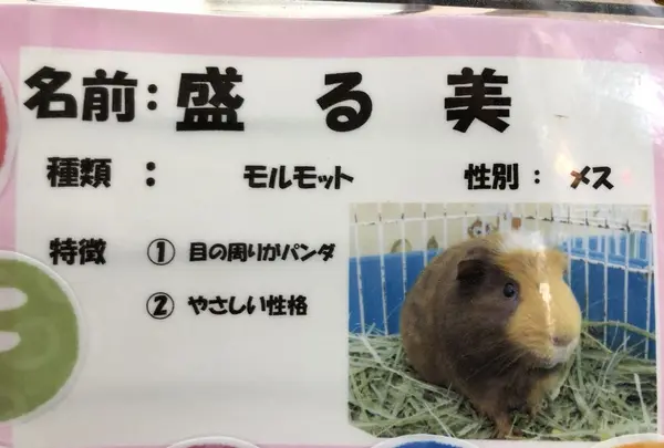 宝登山小動物公園の写真・動画_image_178966