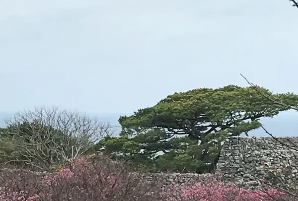 今帰仁城跡の写真・動画_image_179112
