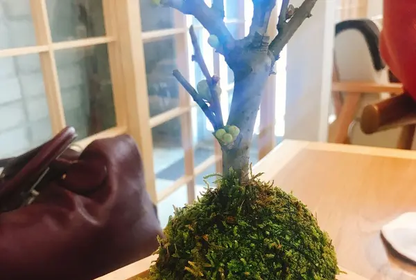 cafe217の写真・動画_image_179488