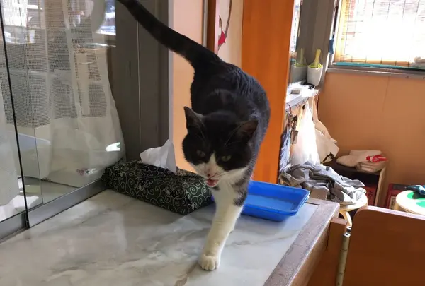 田代島にゃんこ共和国の写真・動画_image_179633