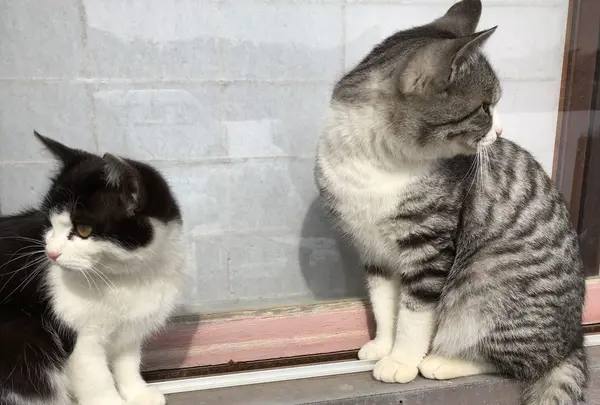 田代島にゃんこ共和国の写真・動画_image_179634