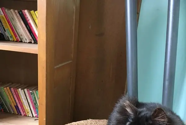 クロネコ堂の写真・動画_image_179639