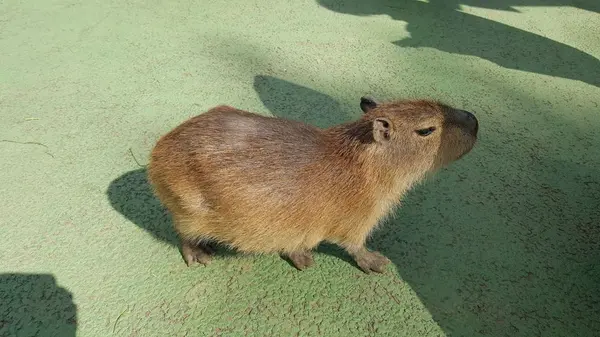 伊豆シャボテン動物公園の写真・動画_image_180101