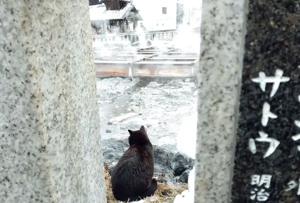 湯畑の写真・動画_image_180129