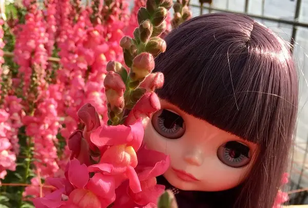 白間津花畑の写真・動画_image_180310