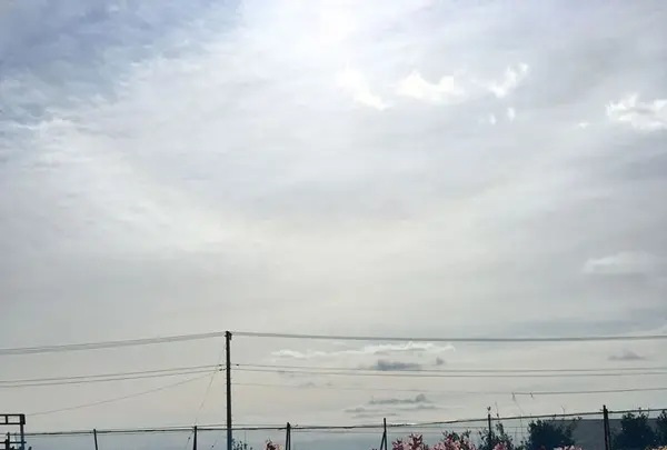 白間津花畑の写真・動画_image_180312
