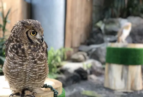 伊豆シャボテン動物公園の写真・動画_image_180575