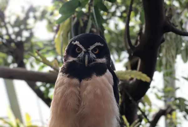 伊豆シャボテン動物公園の写真・動画_image_180576