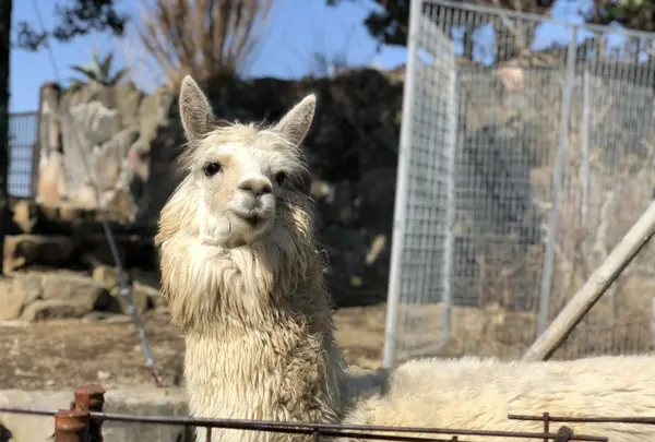 伊豆シャボテン動物公園の写真・動画_image_180577